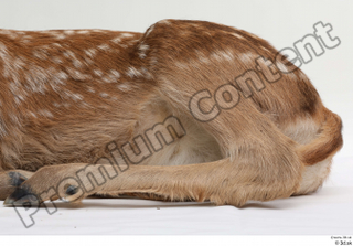 Doe  1 leg 0002.jpg